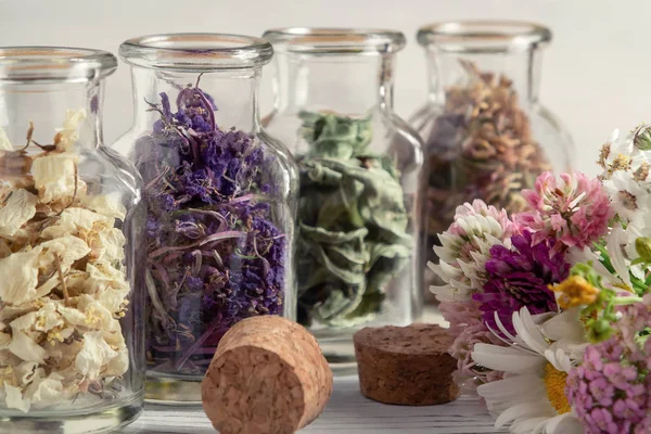 Secado y cosecha de hierbas medicinales, homeopatía y concepto de medicina alternativa Imagen De Stock