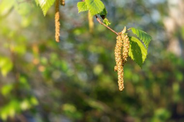 Birch Catkins bahar parkında yakın plan, bahar çiçekleri polenine alerjisi var.