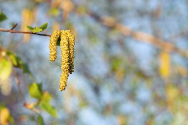 Birch Catkins bahar parkında yakın plan, bahar çiçekleri polenine alerjisi var.