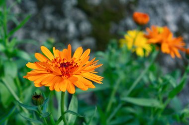 Bir yaz bahçesinde çiçek tarlasında portakal çiçeği.