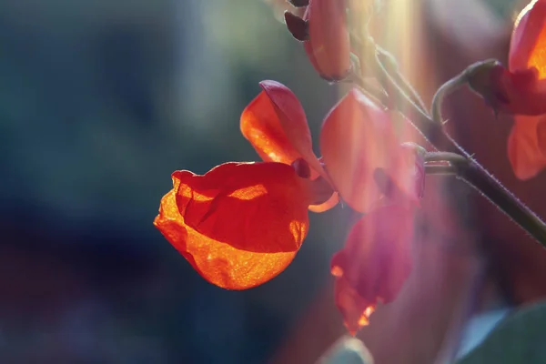 Feijão encaracolado vermelho flor ao nascer do sol no close-up da luz do sol — Fotografia de Stock