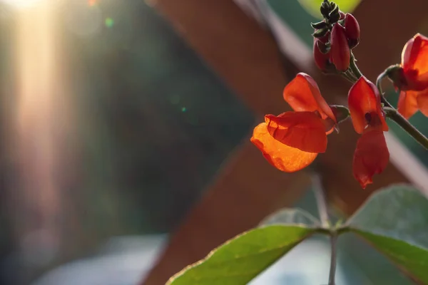 Flor de frijol rizado rojo al amanecer en el primer plano del sol — Foto de Stock