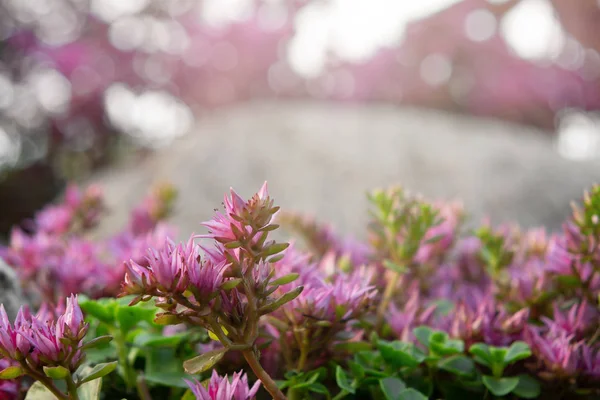 Floração cobertura do solo rosa stonecrop em rockeries no jardim de verão close-up — Fotografia de Stock