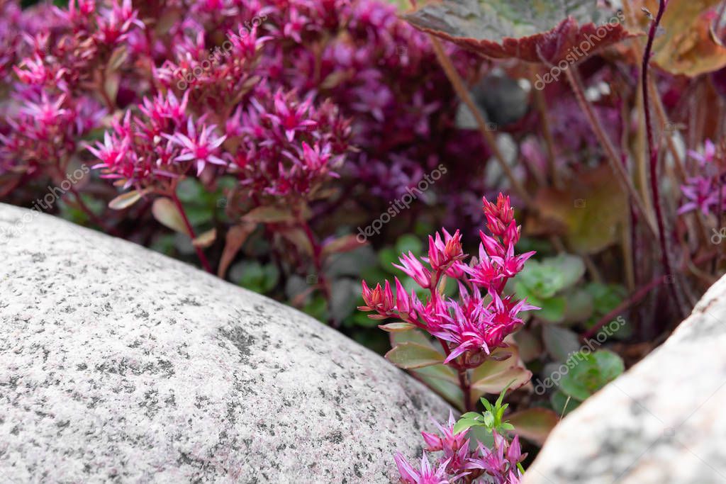 Groundcover pink stonecrop in rockeries in the summer garden close-up