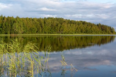 Göldeki orman durgun sulara yansıyor, huzur verici bir yaz manzarası.