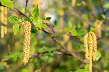 Birch Catkins bahar parkında yakın plan, bahar çiçekleri polenine alerjisi var.