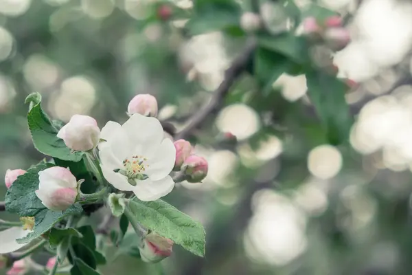 Ramo de manzano con flores de color blanco-rosa y brotes en un jardín de primavera de cerca — Foto de Stock