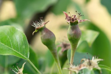 Bahar bahçesindeki bir ağaç dalında küçük armut yumurtalıkları