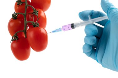 Sebze konseptinde Gmo yiyeceği ve kimyasallar. Eldivenin içinde olgun domates çözeltisi olan bir şırınga enjekte edilir.