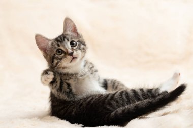 Şirin gri tekir kedi yavrusu tüylü bir kürk battaniyesiyle oynar.