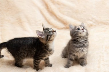 Kremalı, tüylü kürklü bir battaniyenin üzerinde iki sevimli kedi yavrusu.