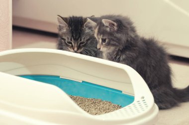 İki sevimli kedi yavrusu kumluklarının yanında oturuyor. Yavru kedileri tuvalete eğitiyorum.