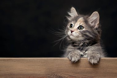 Güzel gri kedi yavrusu patilerini tahta bir tahtanın üzerinde dinlendiriyor. Reklam için boş ya da kopyalama alanı ile duyuru