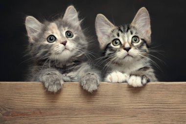 İki sevimli gri çizgili kedi yavrusu patilerini tahtanın üzerinde dinlendiriyorlar.