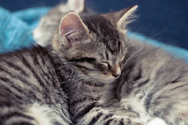 회색 과 타비, 귀여운 새끼 고양이 두 마리가 푸른 담요 위에서 자고 있다 — 스톡 사진