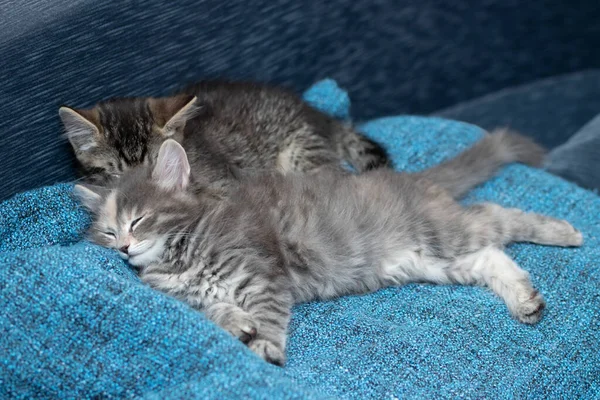 Δύο χαριτωμένα γατάκια, γκρι και γκρι, κοιμούνται σε μια μπλε κουβέρτα. — Φωτογραφία Αρχείου