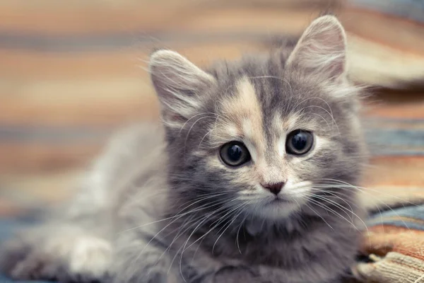 Adorable little gray female kitten lies on a sofa and looks at the camera — Stock Photo, Image