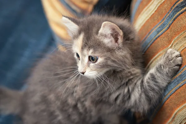 Söpö harmaa kissanpentu naarmuttaa sohvatyynyä ja katsoo takaisin omistajaan, joka toruu häntä — kuvapankkivalokuva