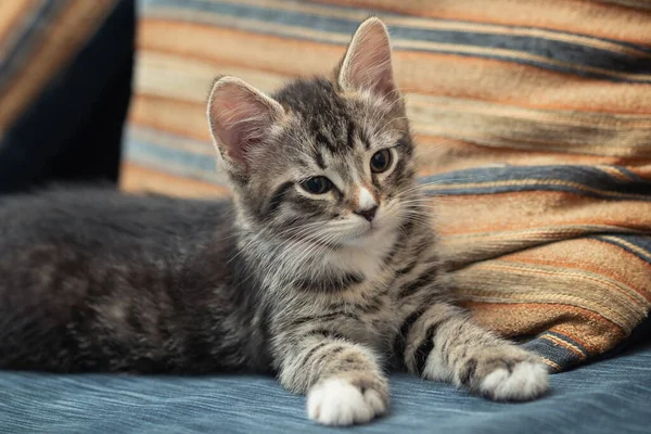 Adorable little tabby kitten lies on a sofa and looks away — Stock Photo, Image