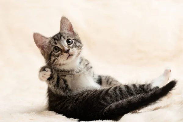 Lindo gris tabby gatito juega en un esponjoso crema piel manta, copiar espacio — Foto de Stock