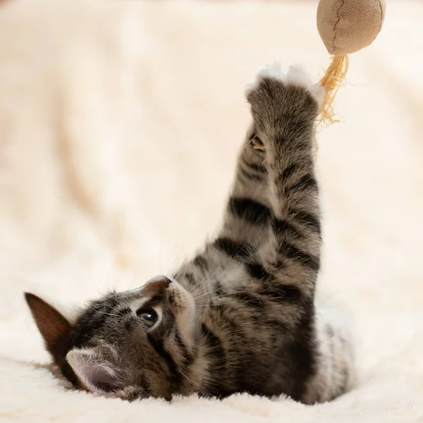 Gray tabby kitten plays on a fur blanket with a toy on a rope, copy space — Stock Photo, Image