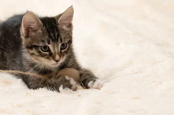 Gray tabby kitten plays on a fur blanket with a toy on a rope, copy space — Stock Photo, Image