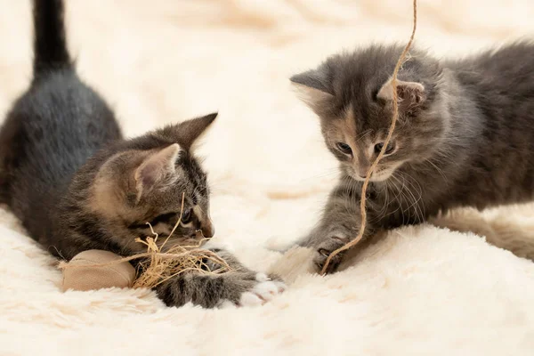 Zwei süße Kätzchen spielen ein Spielzeug auf einem Seil auf einer cremefarbenen Felldecke — Stockfoto