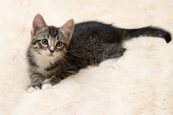 Cute gray tabby kitten lies on a fluffy cream fur blanket, copy space — Stock Photo, Image