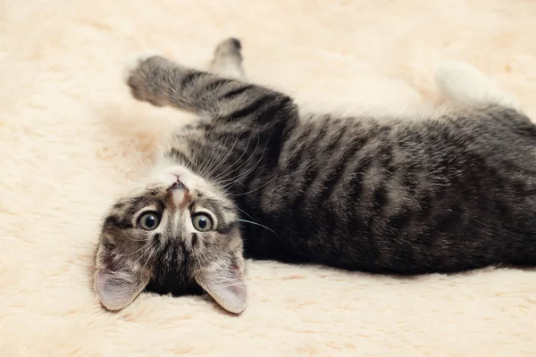 Cute gray tabby kitten lies on a fluffy cream fur blanket — Stock Photo, Image