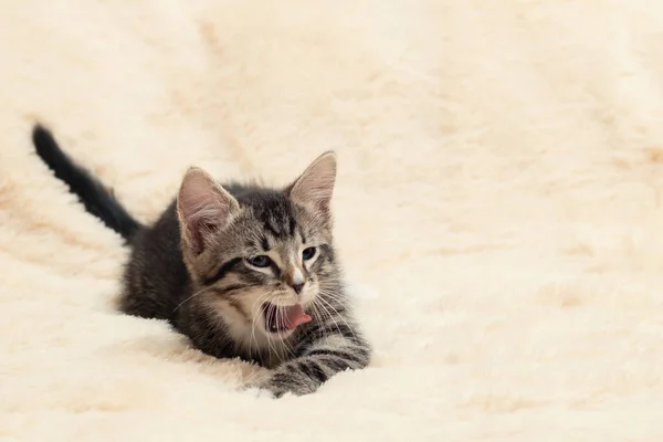 Симпатичный серый Тэбби котенок ложь и зевает на пушистый кремовый меховое одеяло, скопировать пространство — стоковое фото