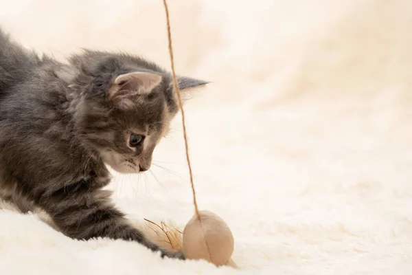 Gri kedi yavrusu ipte oyuncakla kürk battaniyesinde oynar, boşluğu taklit eder. — Stok fotoğraf