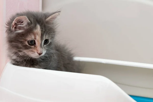 Şirin gri kedi yavrusu kumlukta oturuyor. Bir kediyi tuvalete yetiştirmek. — Stok fotoğraf