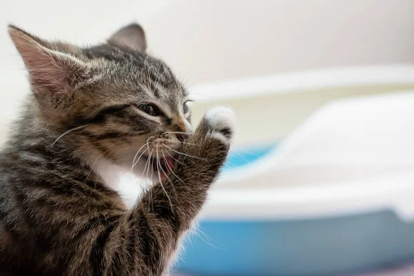 Un lindo gatito tabby lava su pata después de visitar su caja de arena. Limpieza e higiene Cat Concept — Foto de Stock