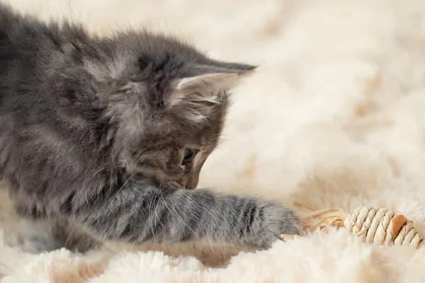Grå kattunge leker på en päls filt med en leksak, kopiera utrymme — Stockfoto