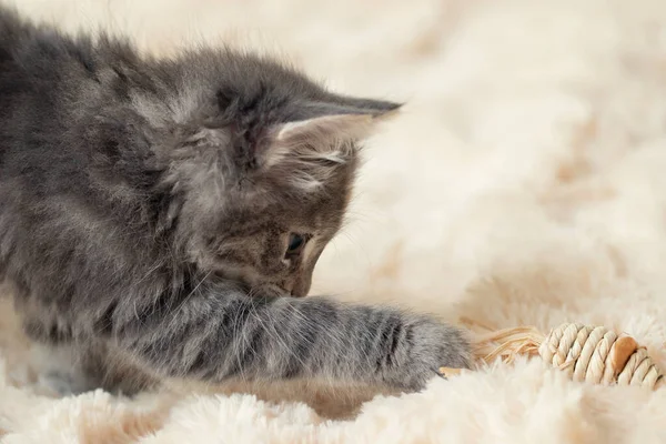 Gri kedi yavrusu bir oyuncak ile kürk battaniyesinde oynar, kopyalama alanı — Stok fotoğraf