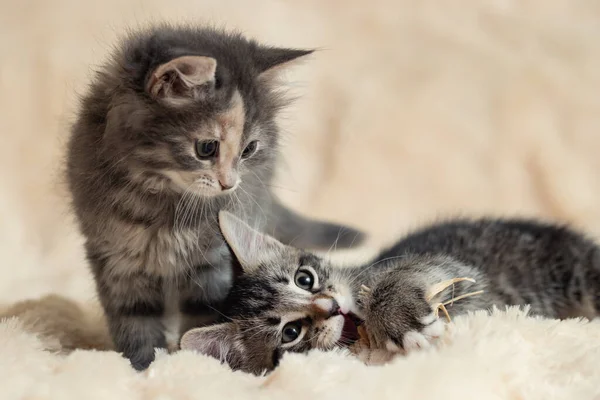 Два милых котенка играют в игрушку на пушистом меховом одеяле — стоковое фото