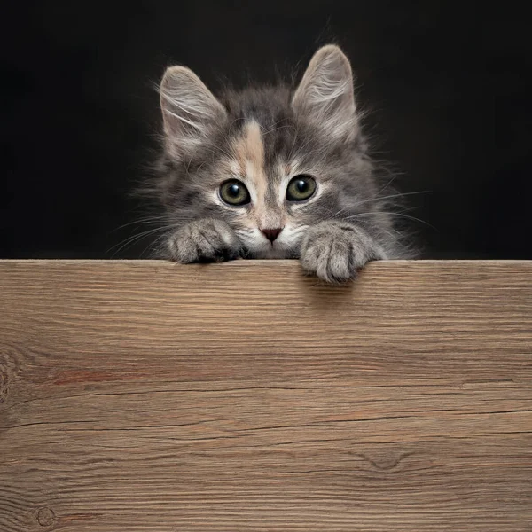 Gatinho feminino cinza bonito repousa suas patas em uma tábua de madeira. Branco para propaganda ou anúncio com espaço de cópia, imagem quadrada — Fotografia de Stock