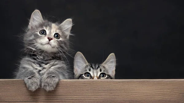 Два симпатичных серых полосатых котенка кладут лапы на деревянную доску. Пропуск для рекламы или объявления с копировальным пространством — стоковое фото