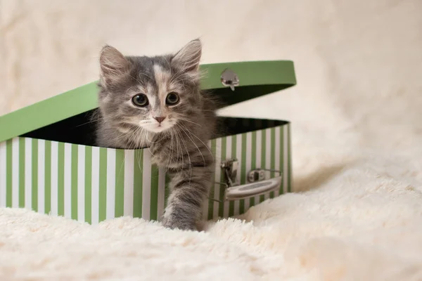 Lindo gatito gris se arrastra fuera de una caja de regalo en forma de una pequeña maleta — Foto de Stock