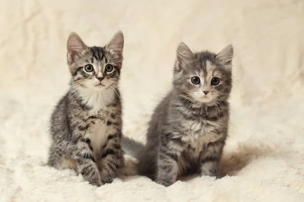 Dos gatitos lindos en una manta de piel esponjosa crema — Foto de Stock