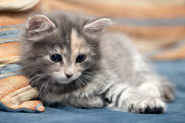 Adorable little gray female kitten lies on a sofa and looks down — Stock Photo, Image