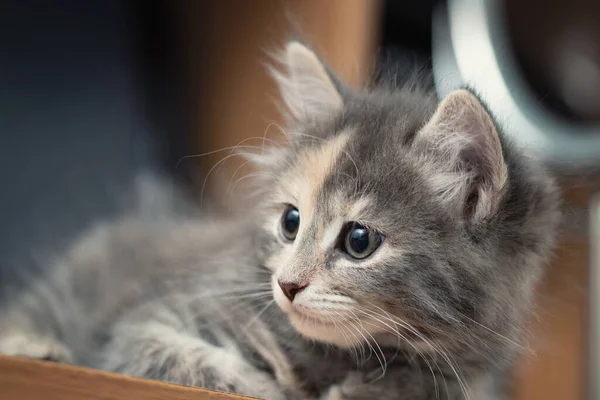 Adorável gatinho fêmea cinza está na mesa e olha para o lado — Fotografia de Stock