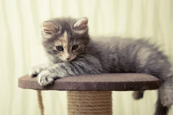 회색 솜털 이 많은 새끼 고양이는 긁는 기둥 이 있는 놀이 건물 꼭대기에 누워 있다 — 스톡 사진