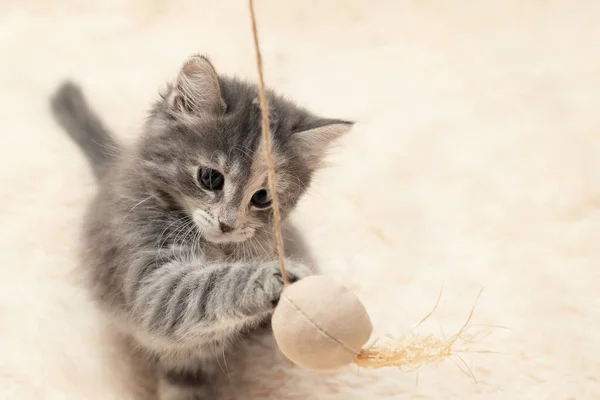 Серый котёнок играет на меховом одеяле с игрушкой на веревке, копирует пространство — стоковое фото