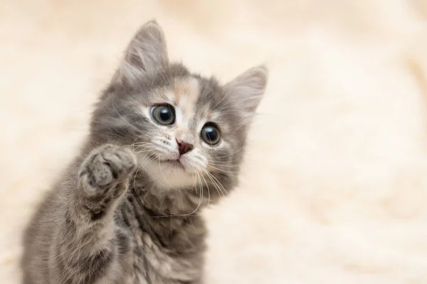 Lindo gatito gris juega en una manta de piel crema esponjosa, espacio de copia — Foto de Stock