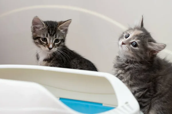 Dos gatitos lindos están sentados cerca de su caja de arena. Entrenamiento gatitos a la inodoro —  Fotos de Stock