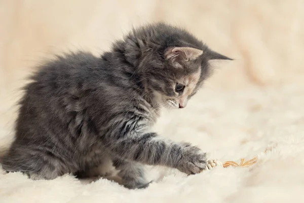 Gatinho cinza joga em um cobertor de pele com um brinquedo, espaço de cópia — Fotografia de Stock