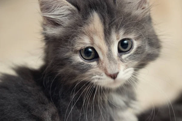 Cute gray kitten lies on a fluffy cream fur blanket, close-up portrait — Stock Photo, Image