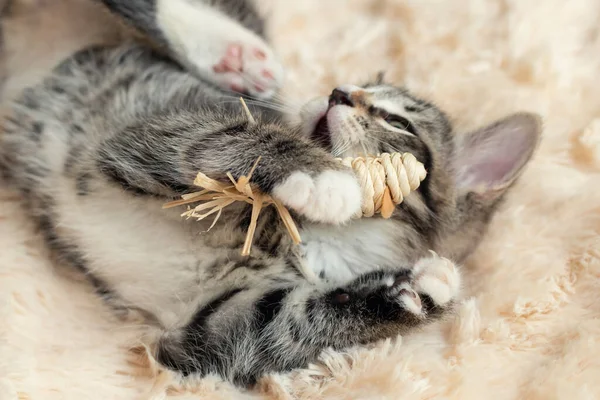 Szürke cica játszik egy szőrtakarón egy játékkal — Stock Fotó