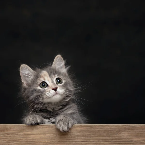 Beautiful gray female kitten rests its paws on a wooden board. Blank for advertisement or announcement with copy space, square image — Stock Photo, Image